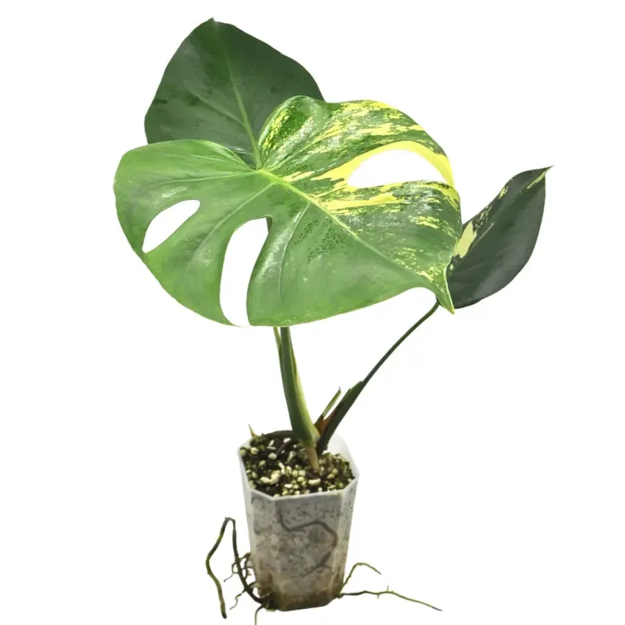 Yellow Monstera Deliciosa 'Thai Constellation'